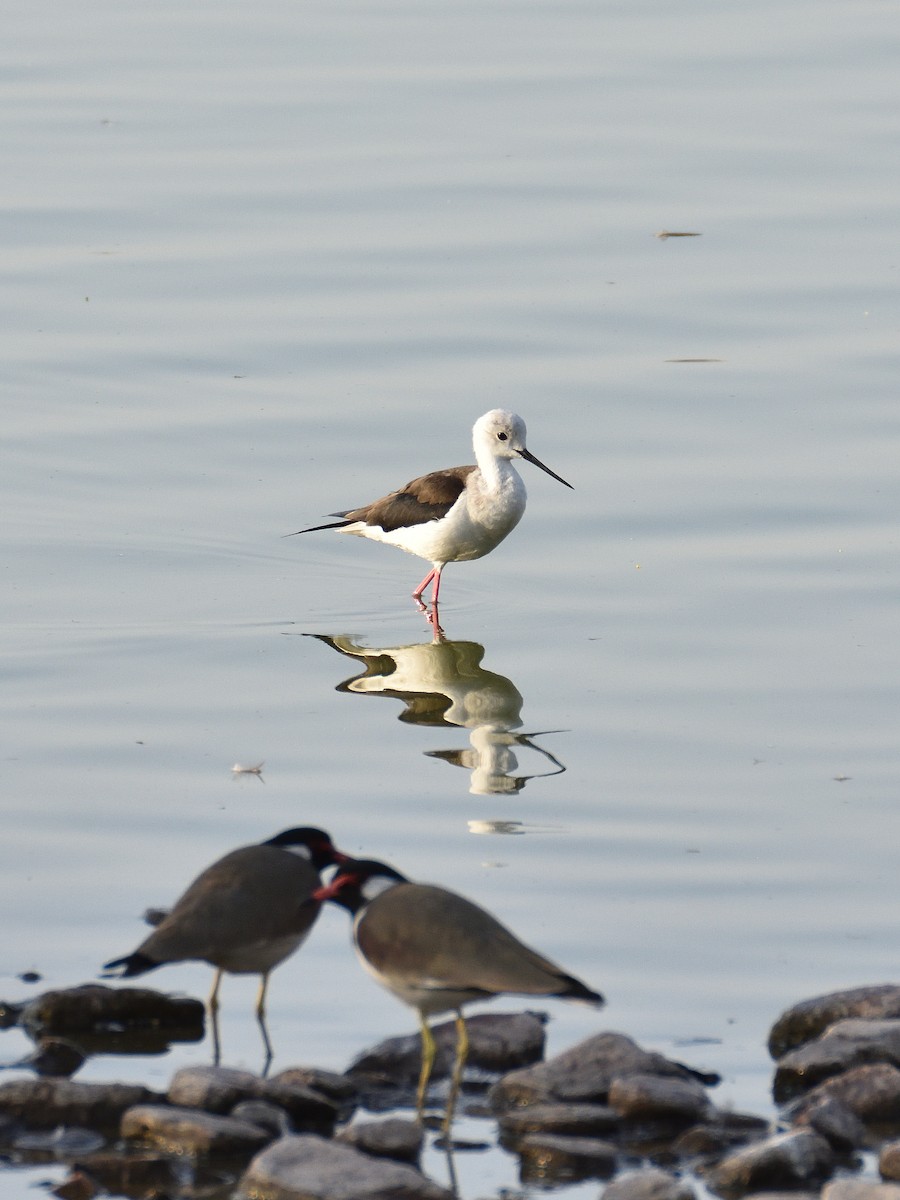 Black-winged Stilt - ML641663663