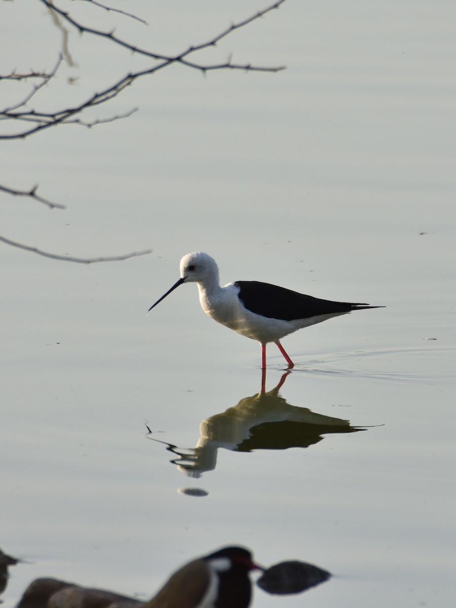 Black-winged Stilt - ML641663664
