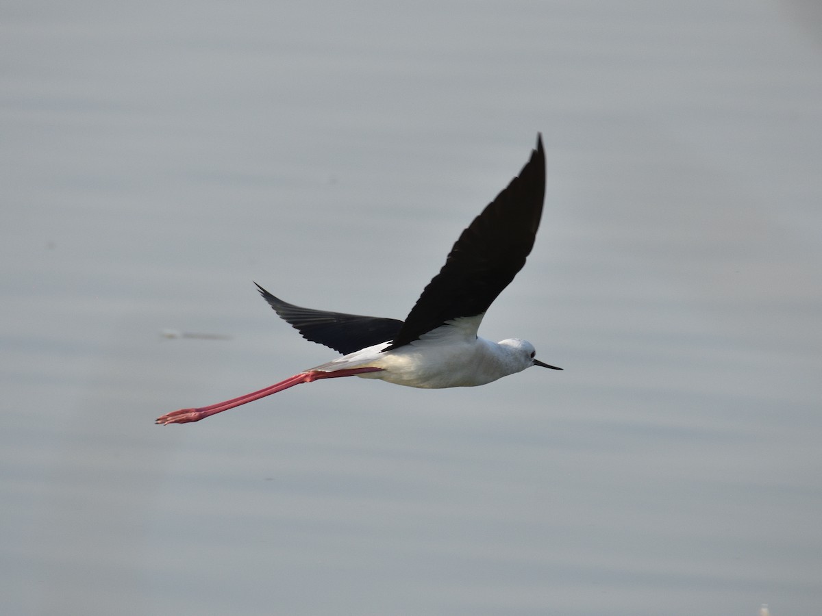 Black-winged Stilt - ML641663666