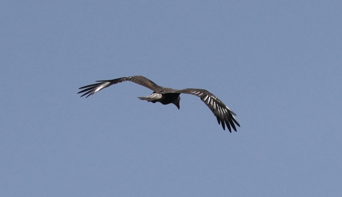 Caracara huppé (cheriway) - ML641663756