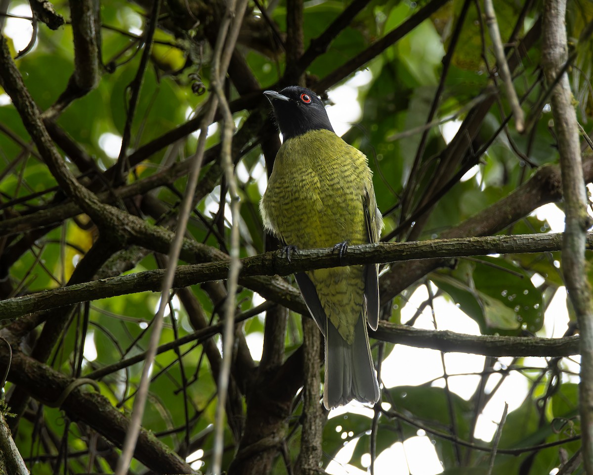 Black-headed Berryeater - ML641663799