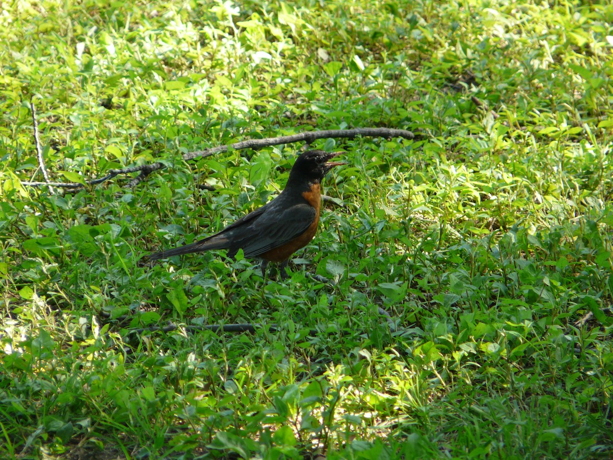 American Robin - ML641663823