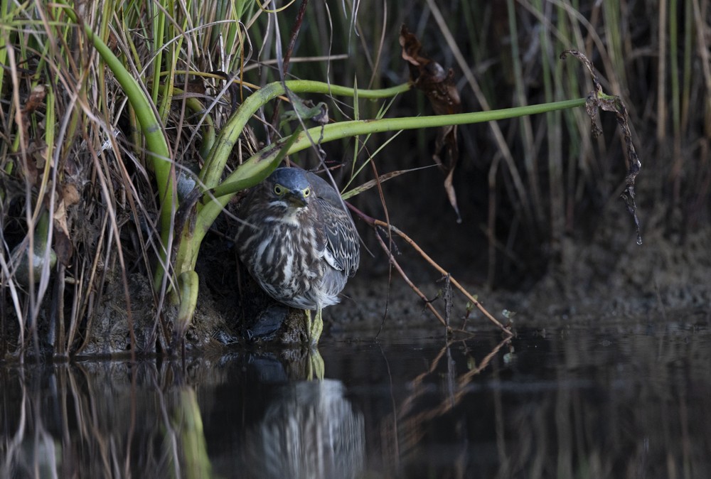 Green Heron - ML641663824
