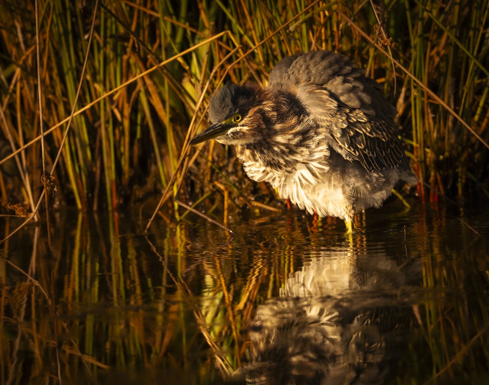 Green Heron - ML641663825