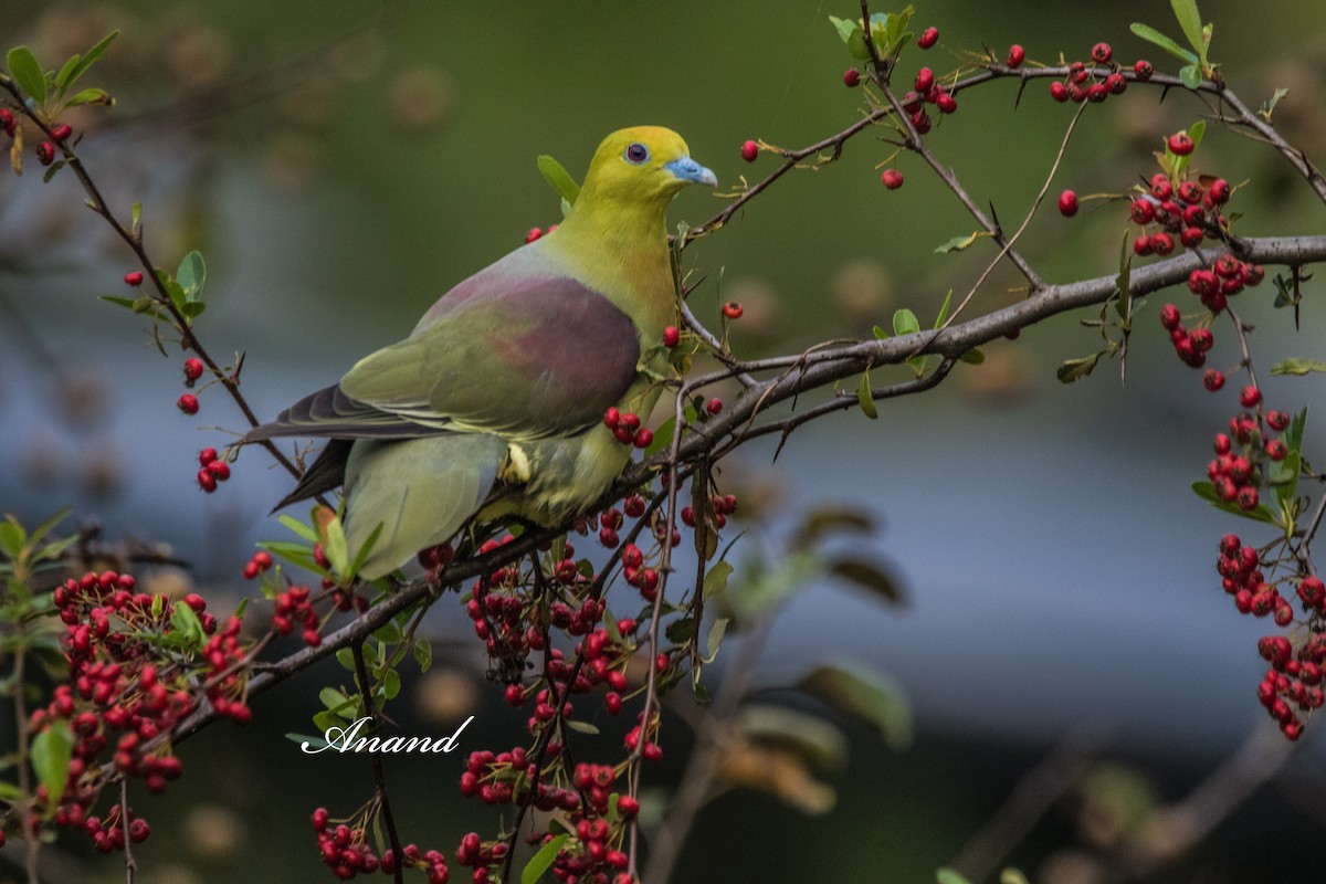 Wedge-tailed Green-Pigeon - ML641663904