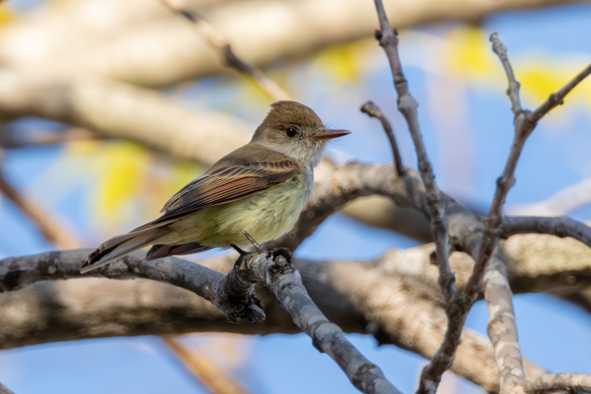 Dusky-capped Flycatcher - ML641663945