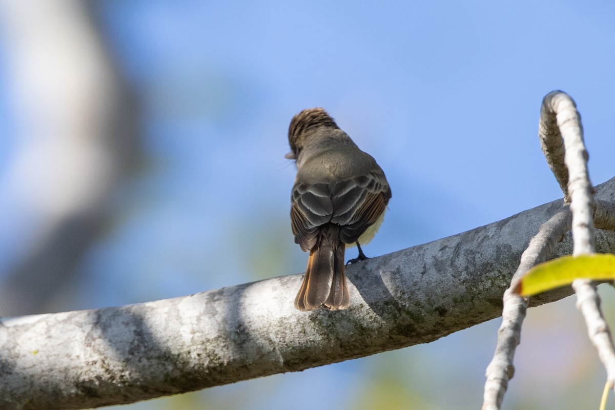 Dusky-capped Flycatcher - ML641663946