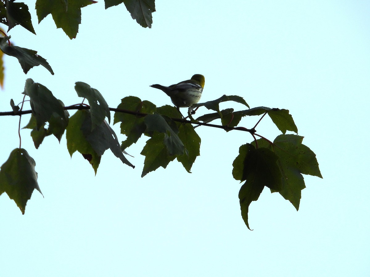 Black-throated Green Warbler - ML641663953