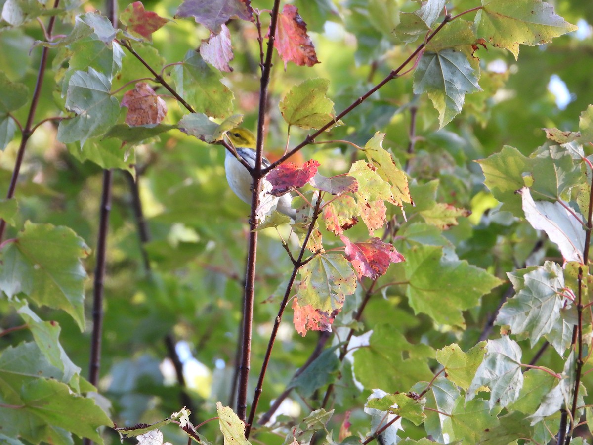 Black-throated Green Warbler - ML641663954
