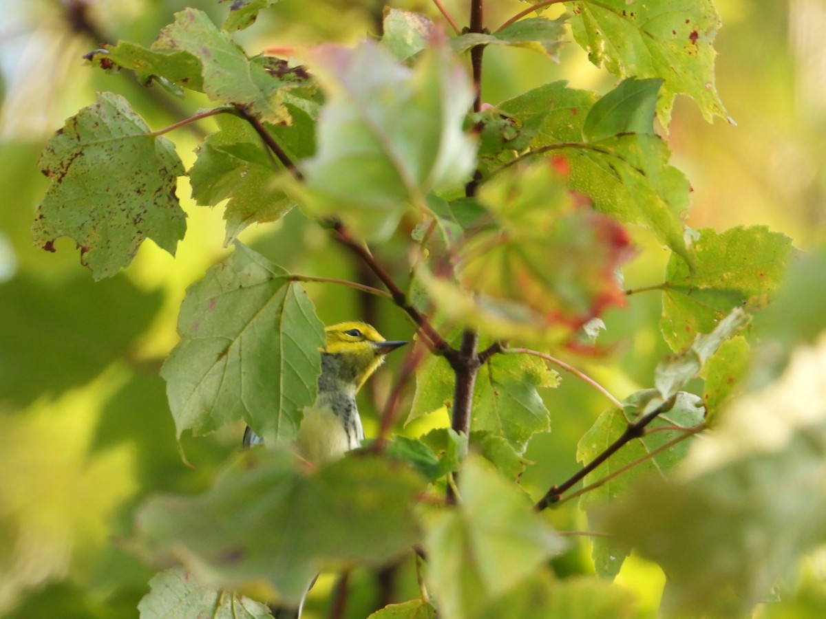 Black-throated Green Warbler - ML641663956