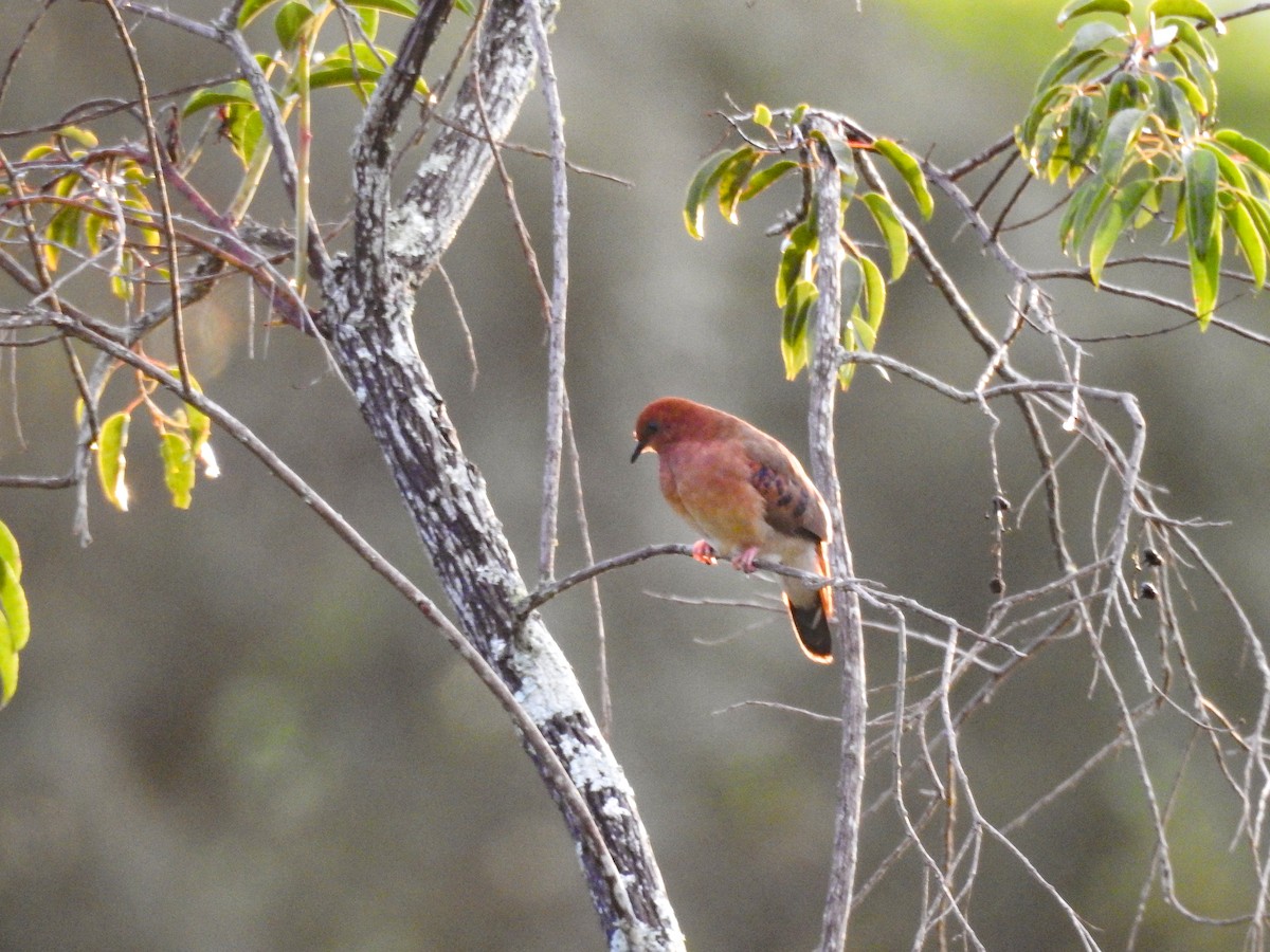 Blue-eyed Ground Dove - ML641664010