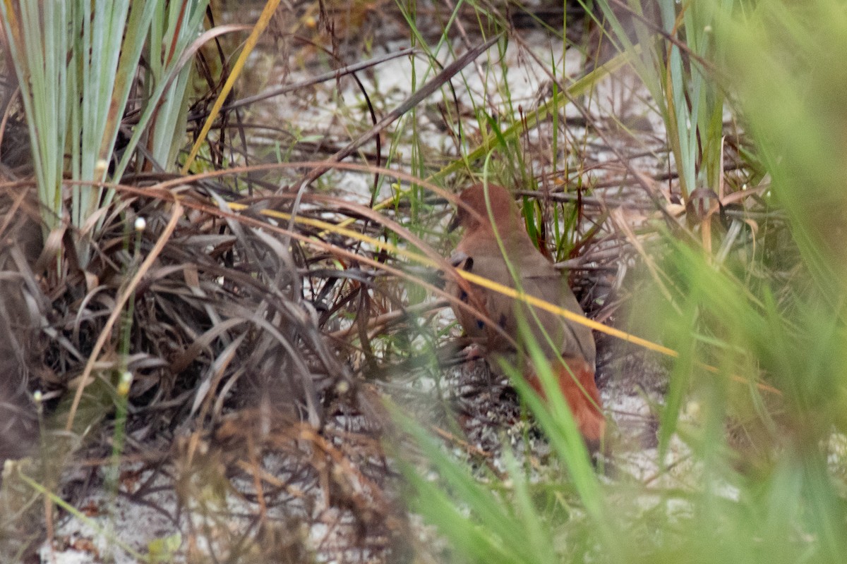 Blue-eyed Ground Dove - ML641664011