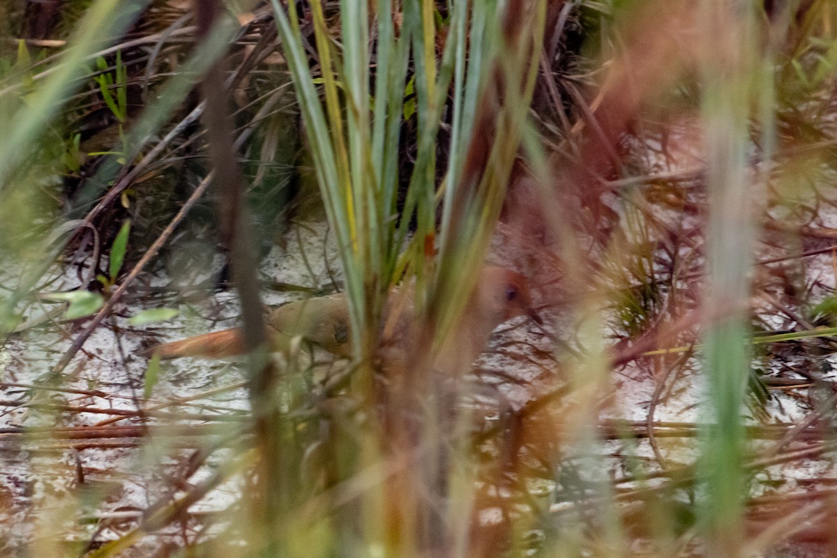 Blue-eyed Ground Dove - ML641664012
