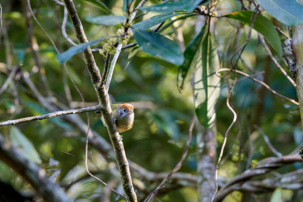 Rufous-crowned Greenlet - ML641664038