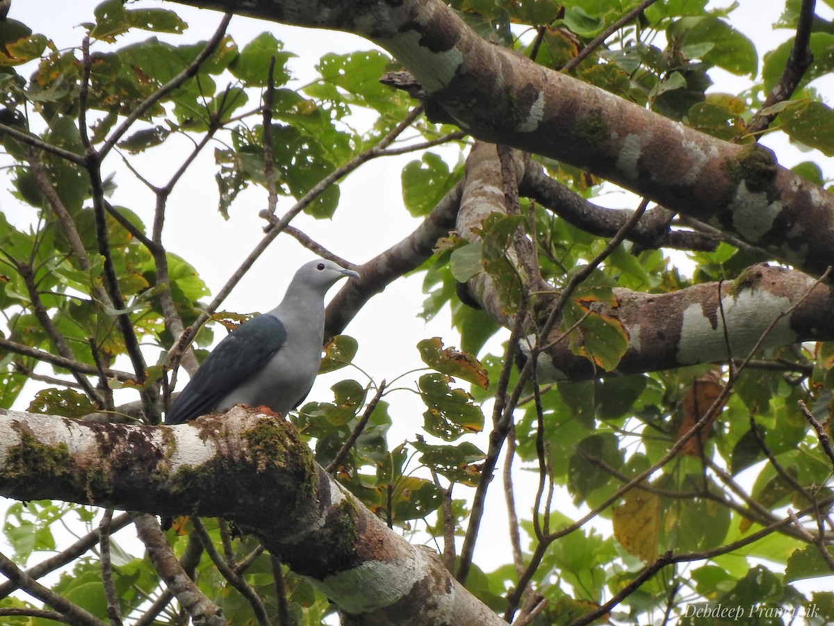Nicobar Imperial-Pigeon - ML641664041