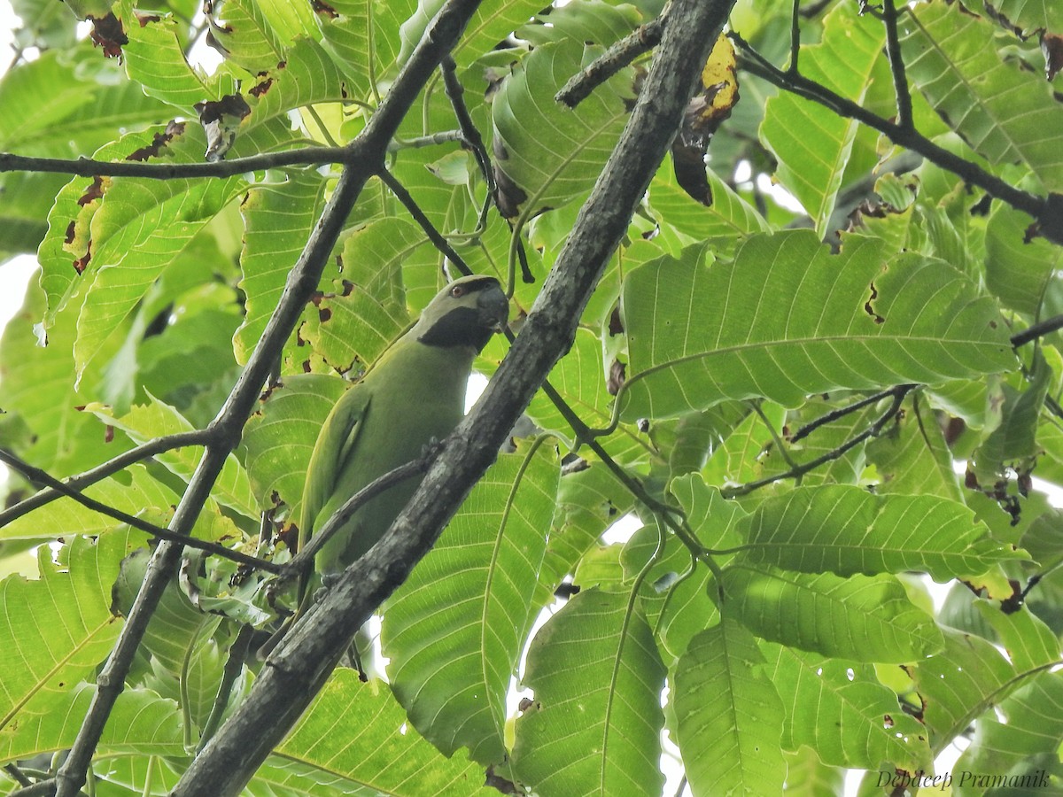 Nicobar Parakeet - ML641664053