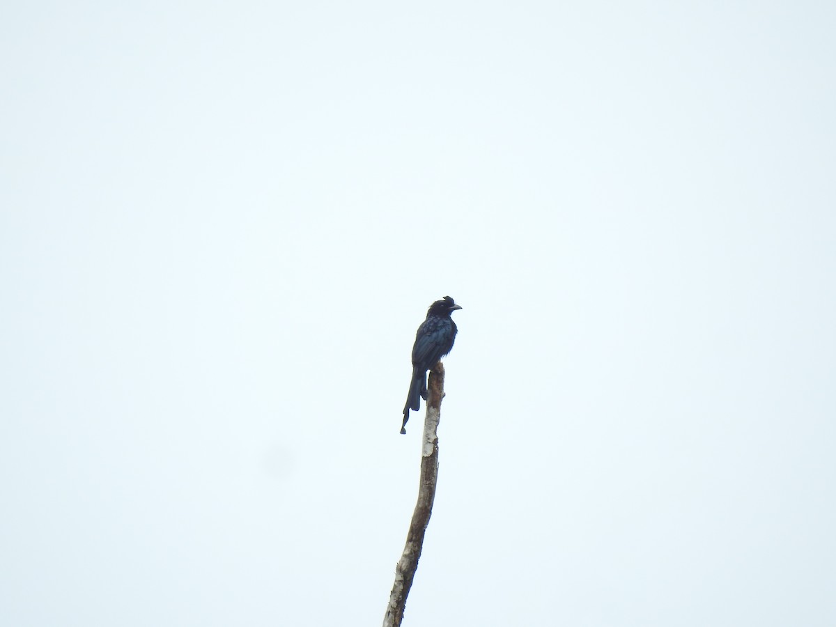 Greater Racket-tailed Drongo - ML641664091