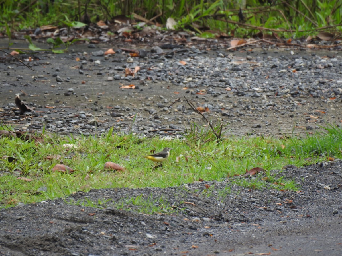 Gray Wagtail - ML641664104