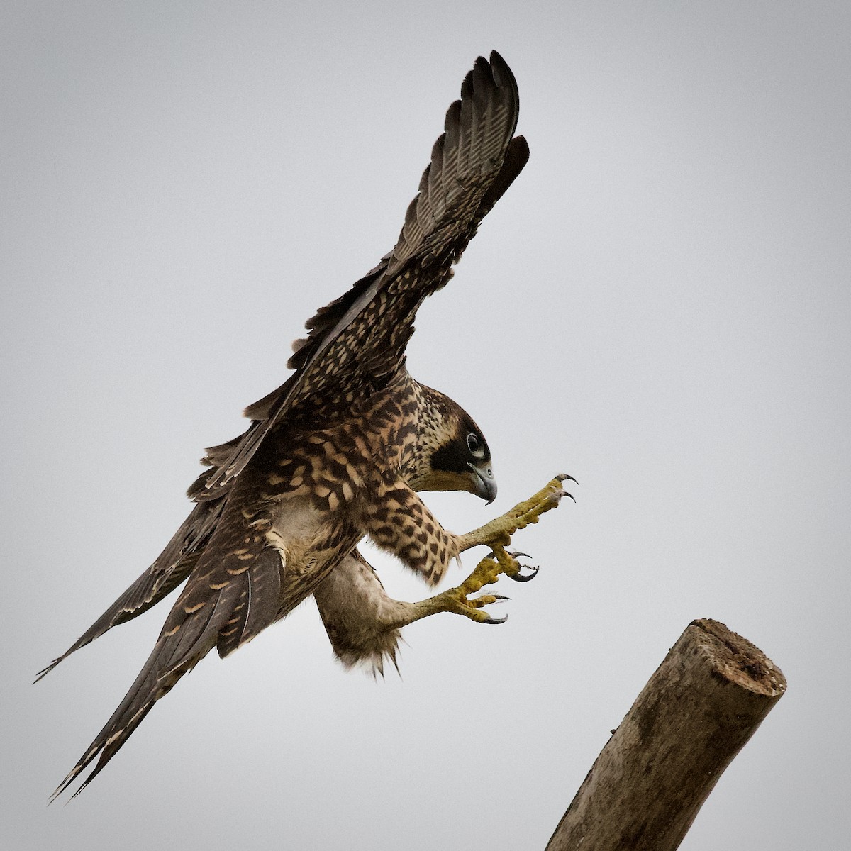 Halcón Peregrino - ML641664127