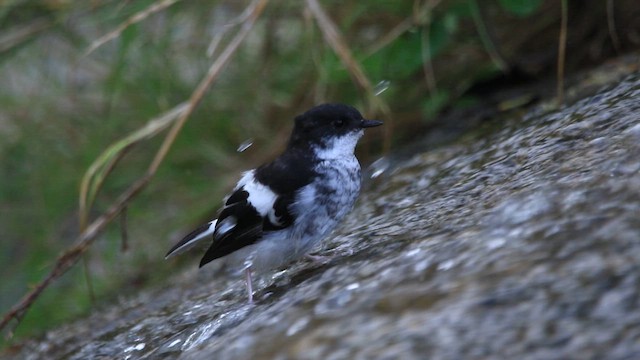 Little Forktail - ML641664194