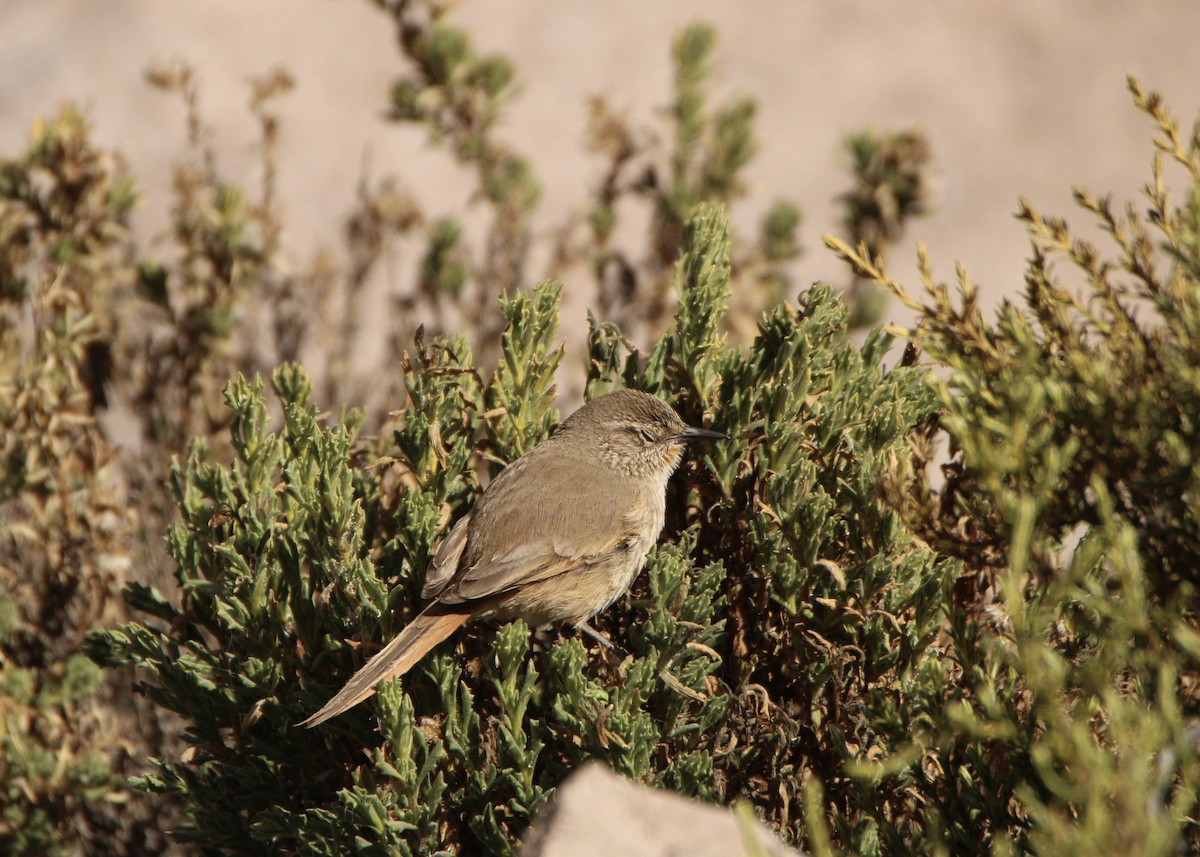Cordilleran Canastero - ML641664198
