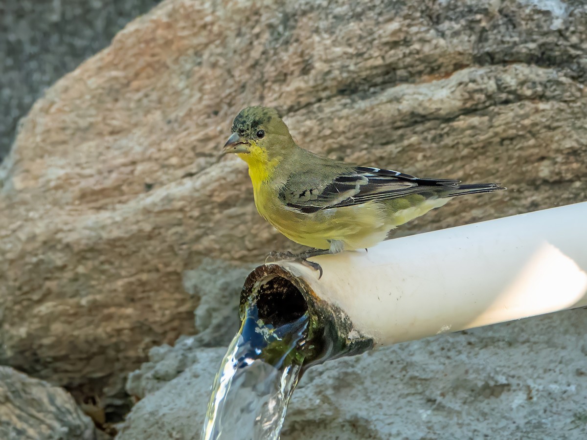 Lesser Goldfinch - ML641664249