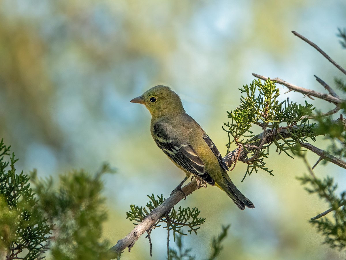 Western Tanager - ML641664289