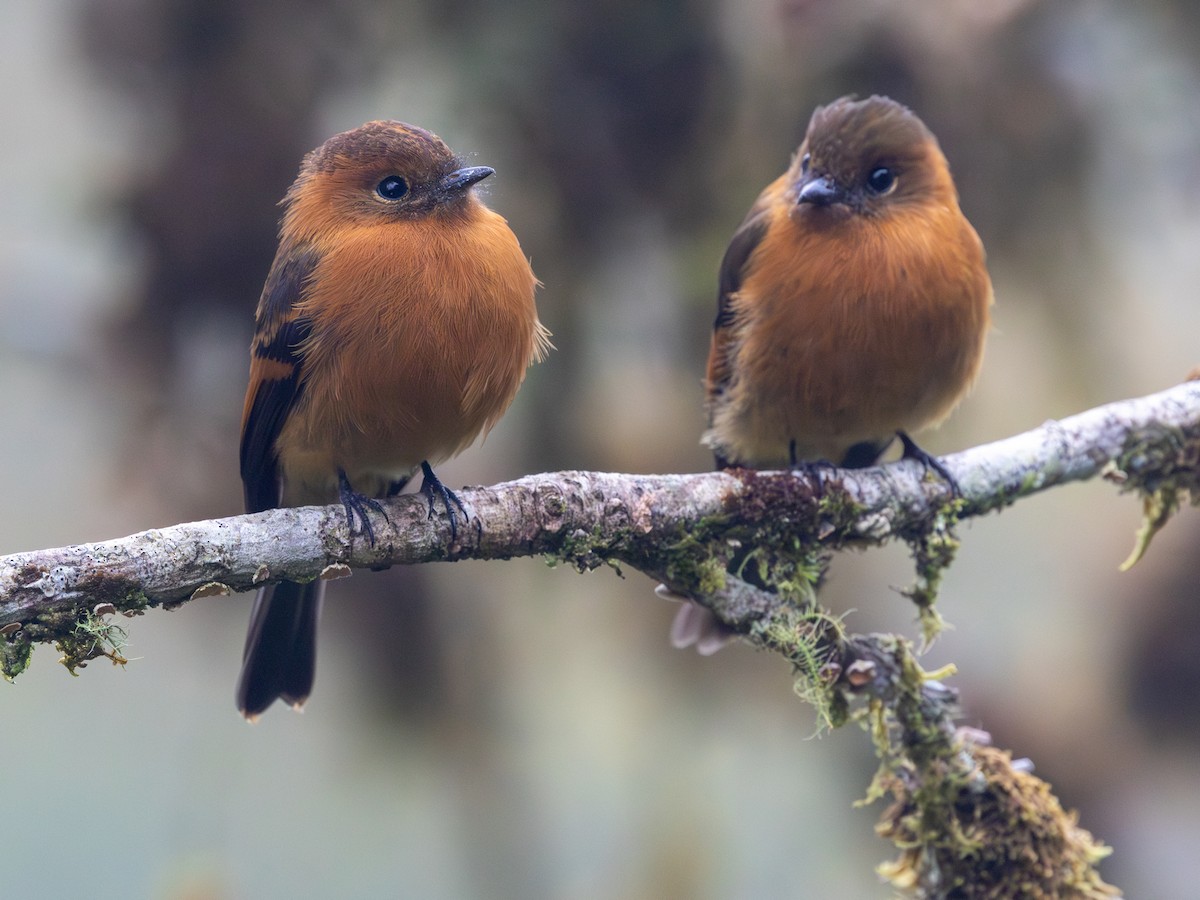 Zimttyrann (cinnamomeus/pyrrhopterus) - ML641664331