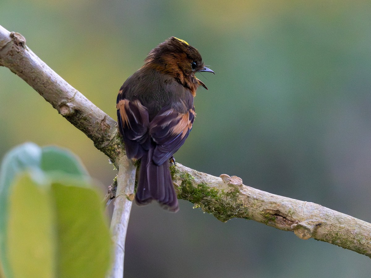 Zimttyrann (cinnamomeus/pyrrhopterus) - ML641664332