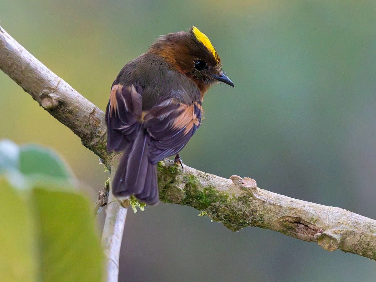 Zimttyrann (cinnamomeus/pyrrhopterus) - ML641664333