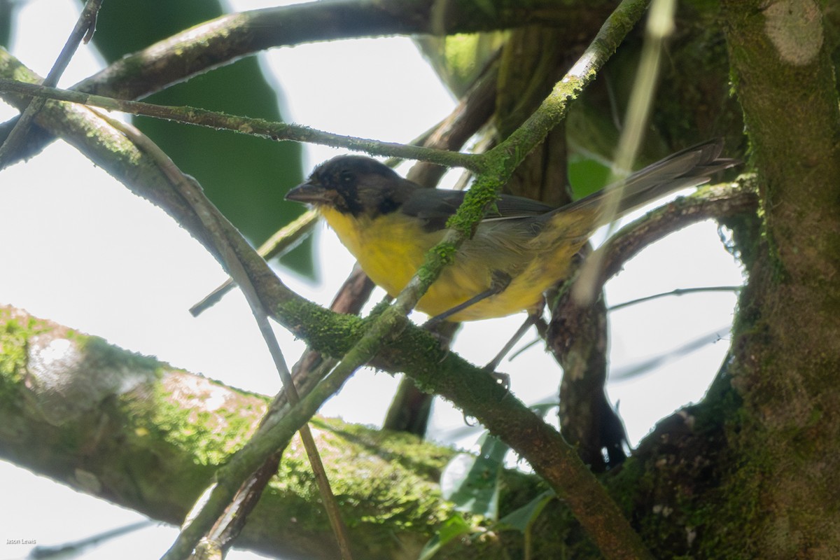 Atlapetes Pechiamarillo (nigrifrons) - ML641664335