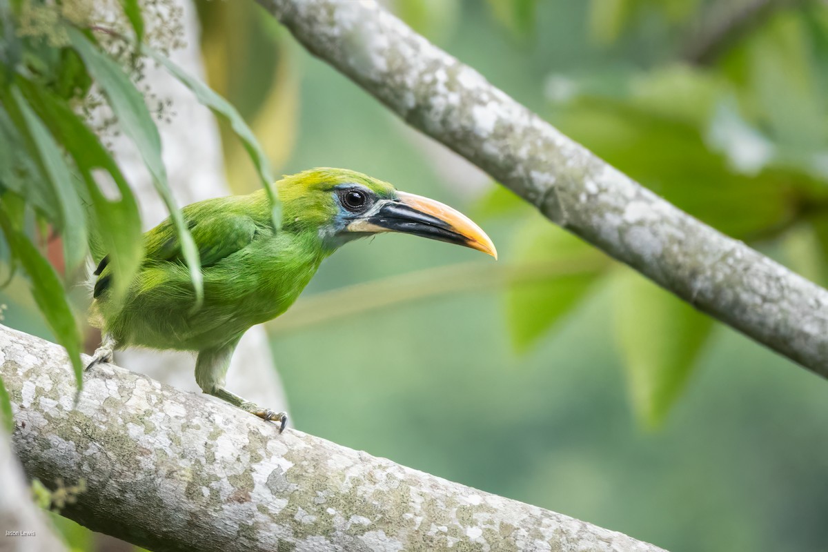 Groove-billed Toucanet - ML641664339