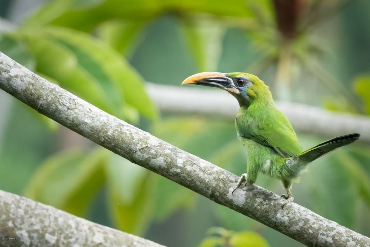 Groove-billed Toucanet - ML641664342