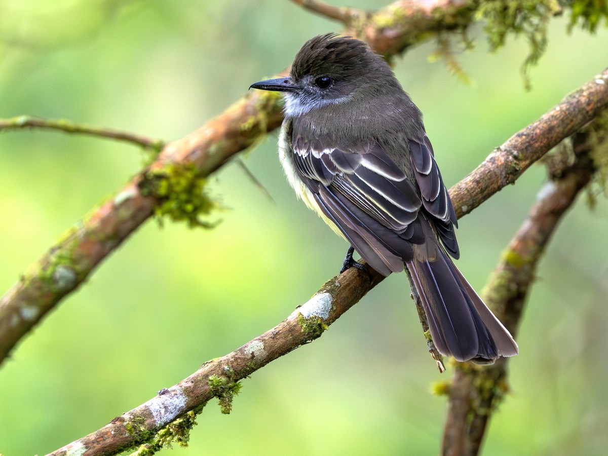 Pale-edged Flycatcher - ML641664356