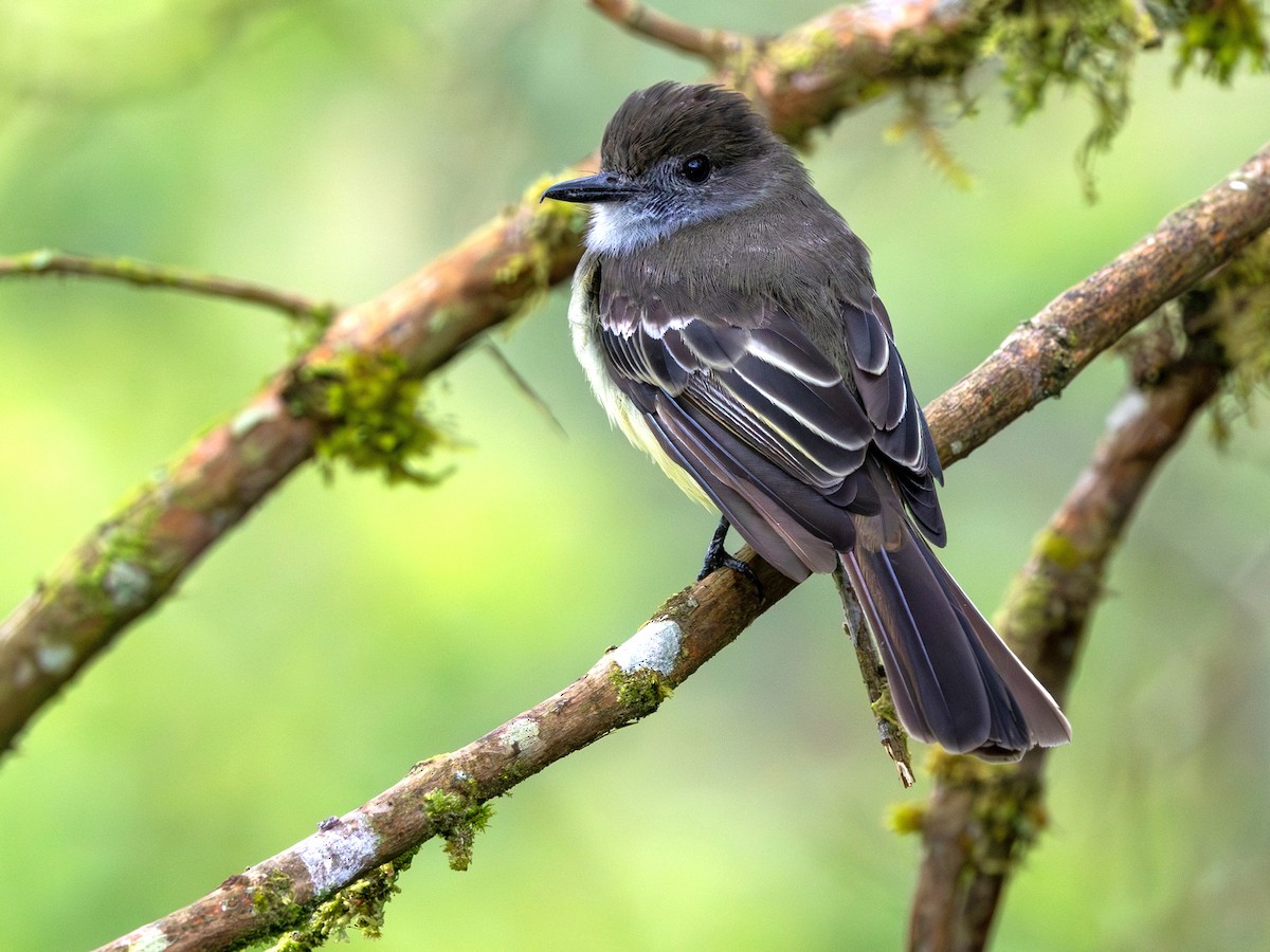 Pale-edged Flycatcher - ML641664357