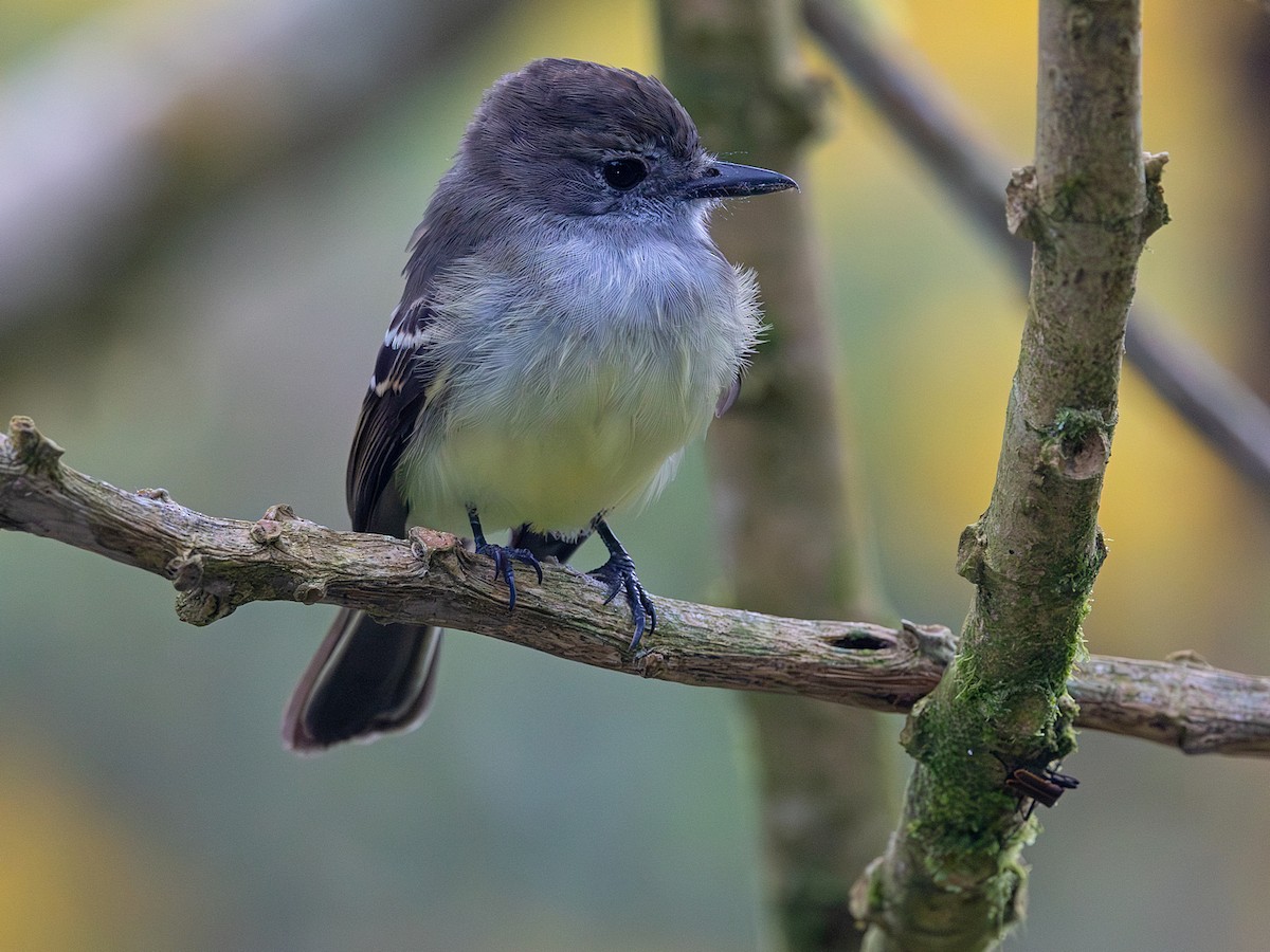 Pale-edged Flycatcher - ML641664358