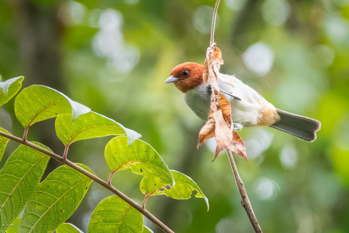 Fulvous-headed Tanager - ML641664362