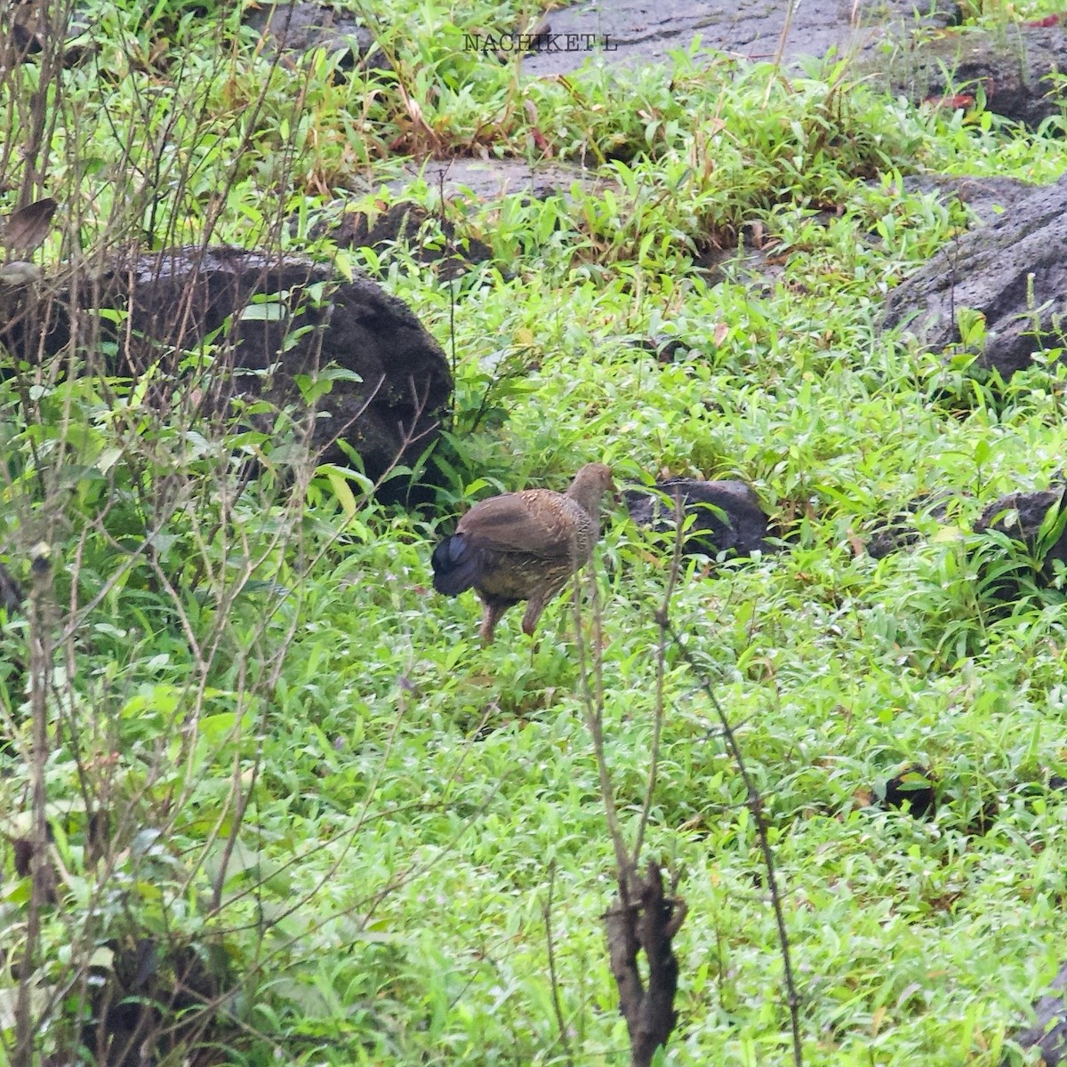 Gray Junglefowl - ML641664366