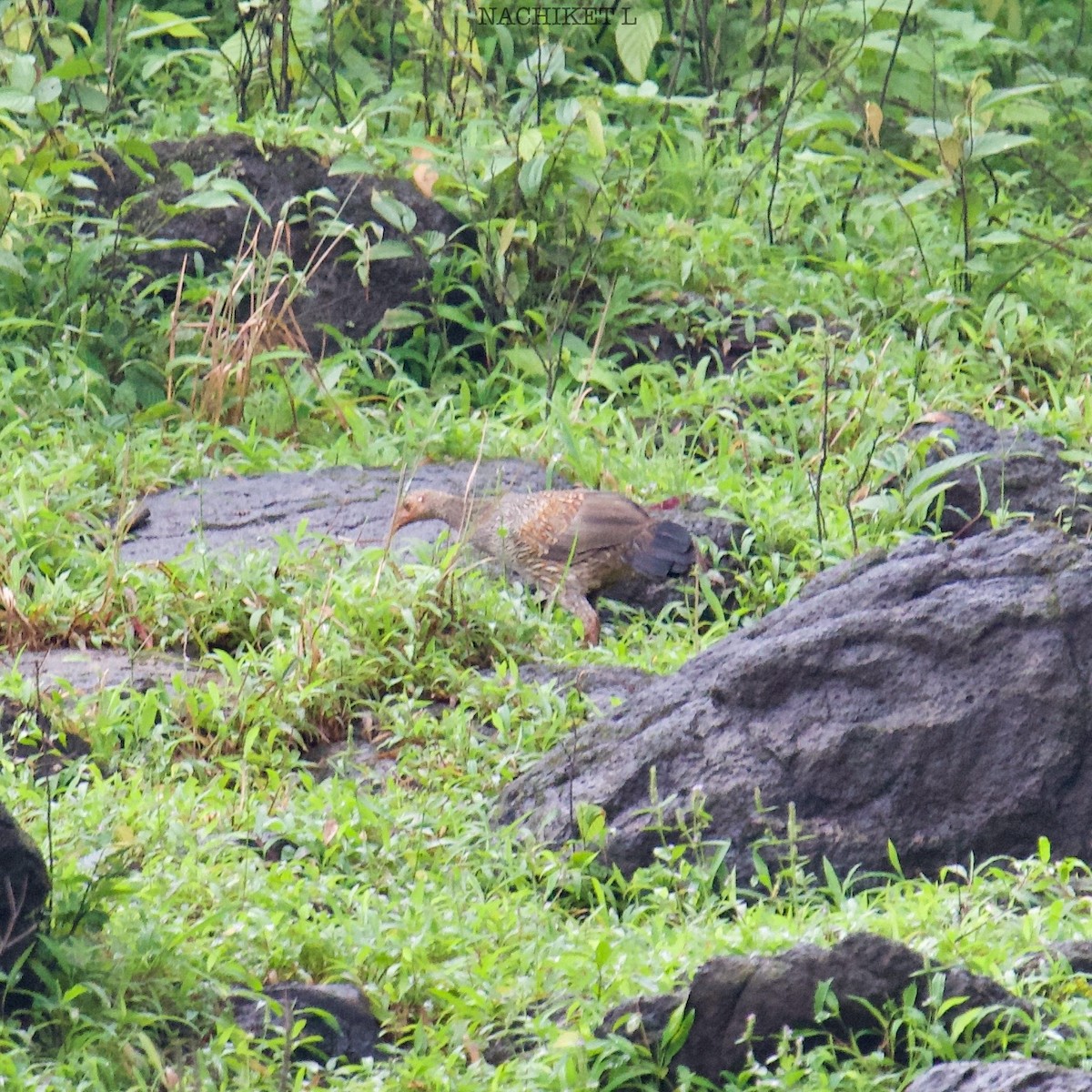 Gray Junglefowl - ML641664367
