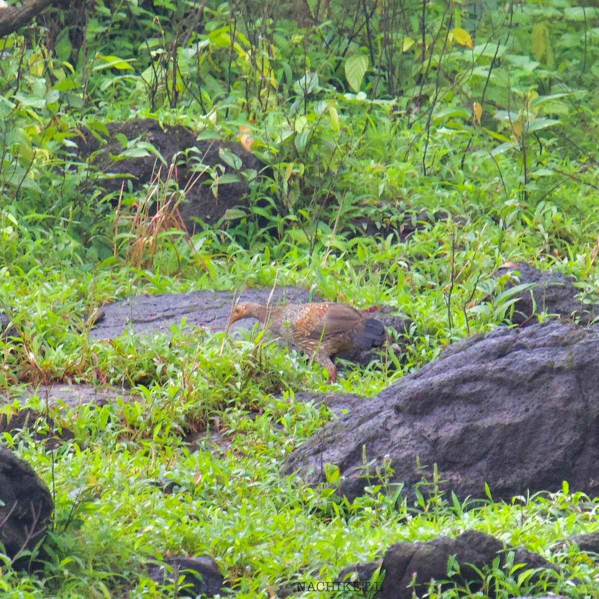 Gray Junglefowl - ML641664368