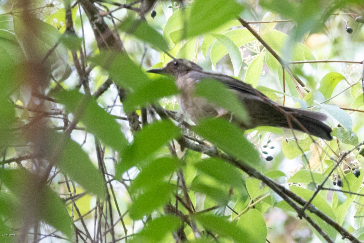 Black-hooded Thrush - ML641664373