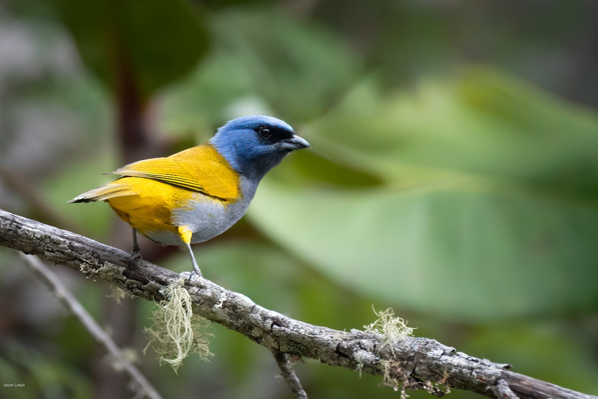 Blue-capped Tanager - ML641664381
