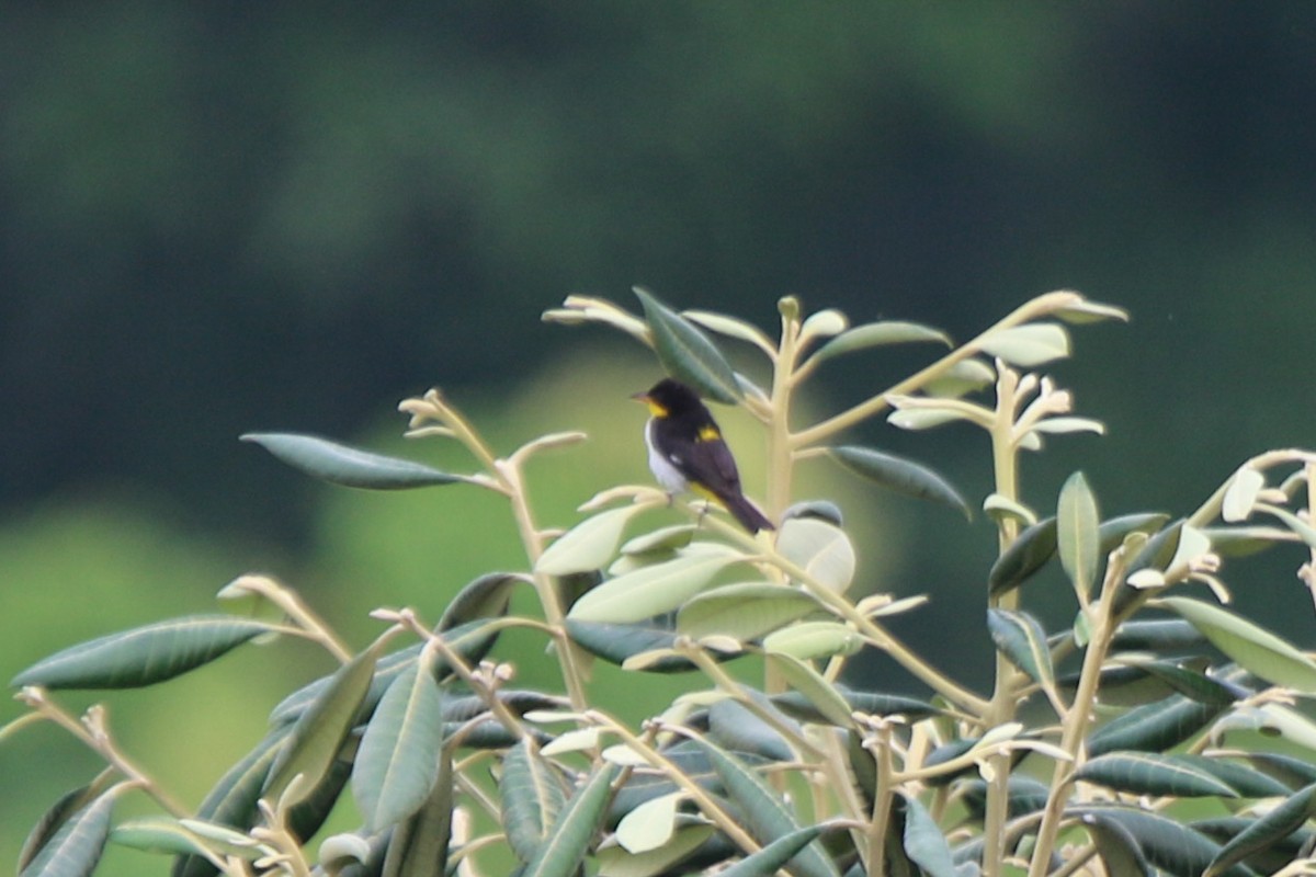 Yellow-backed Tanager - ML641664405