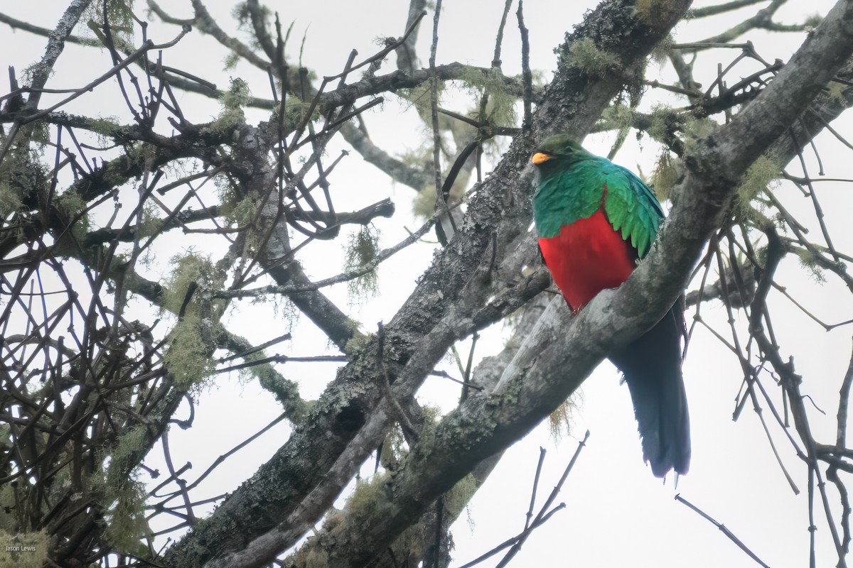 Golden-headed Quetzal - ML641664432