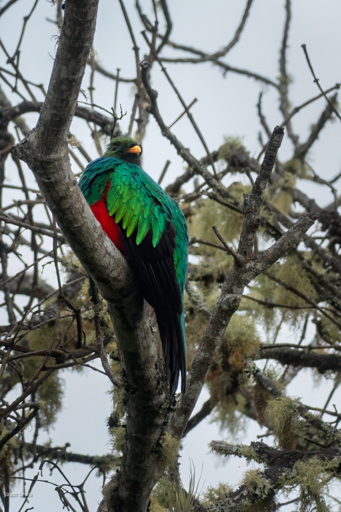 Golden-headed Quetzal - ML641664434