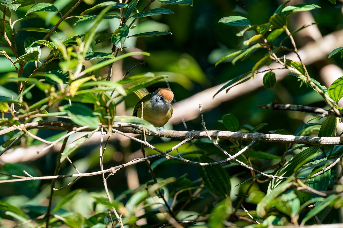 Rufous-crowned Greenlet - ML641664448