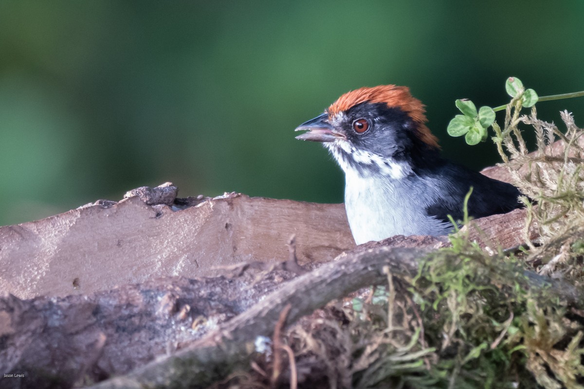 Northern Slaty Brushfinch - ML641664459