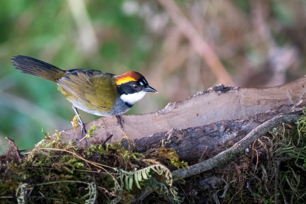 Chestnut-capped Brushfinch - ML641664464