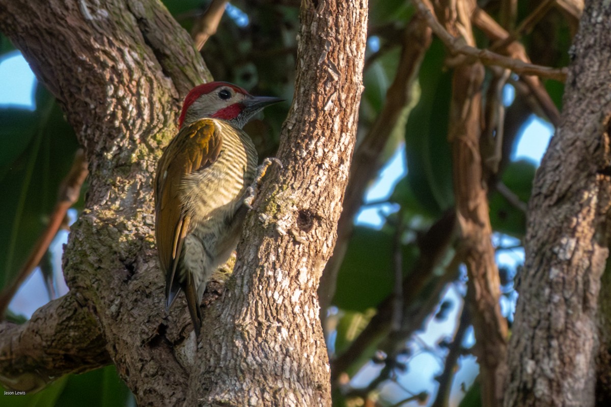Golden-olive Woodpecker (Golden-olive) - ML641664476