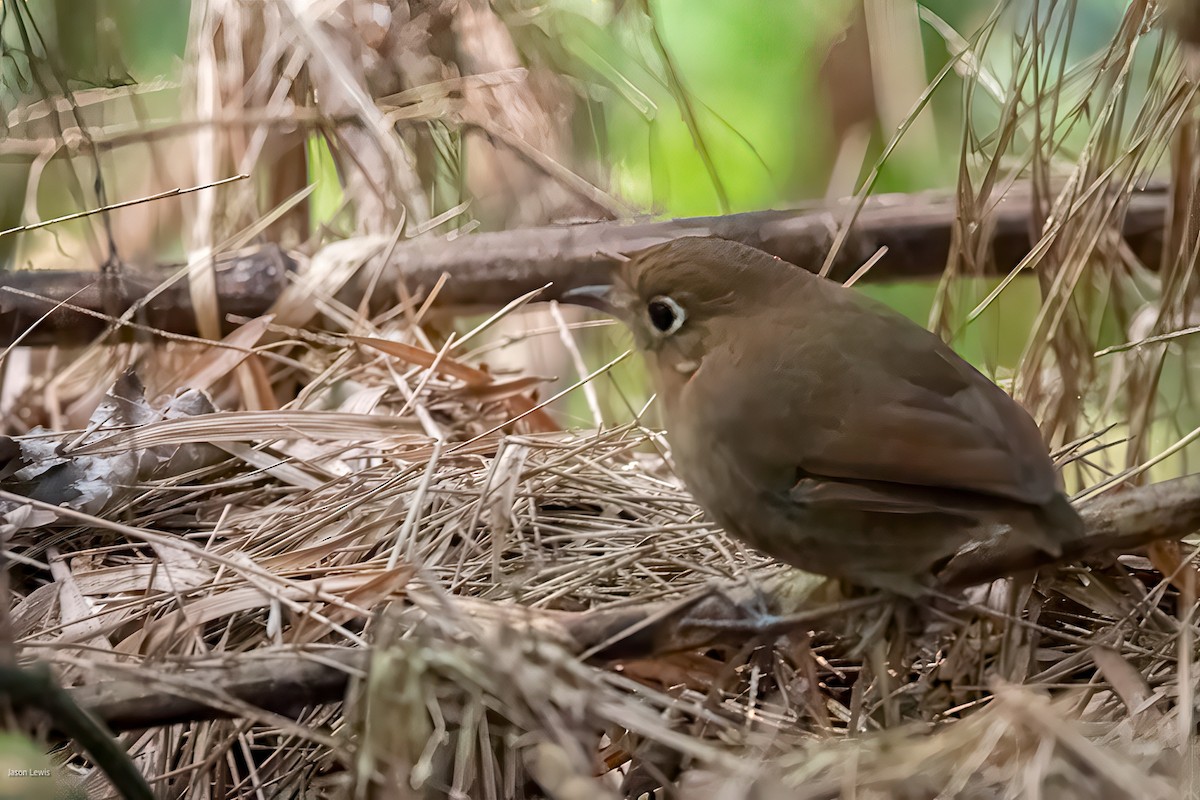 Perija Antpitta - ML641664486